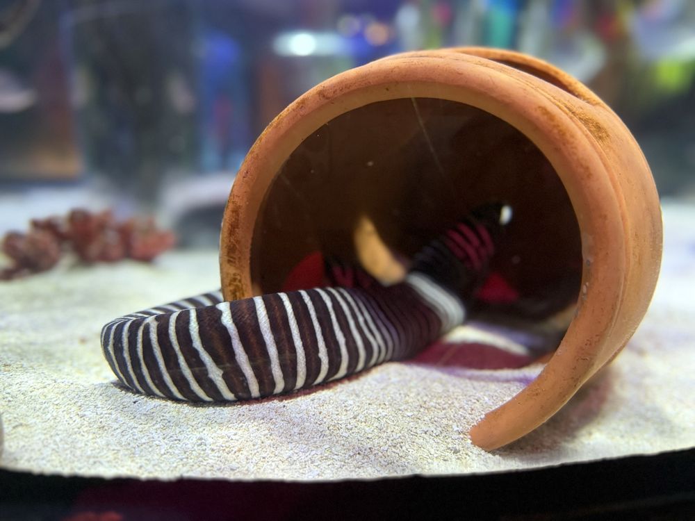 Sea Life